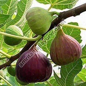 ANJEER FIG CONTRACT FARMING