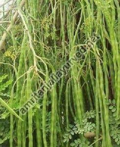 Moringa Drumstick Plants