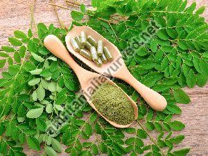 Moringa Leaf Plants