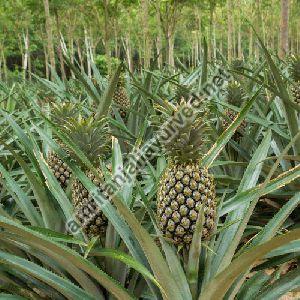 PINEAPPLE CONTRACT FARMING