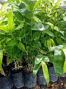 Guadua Bamboo Plant
