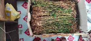 Golden bamboo plants