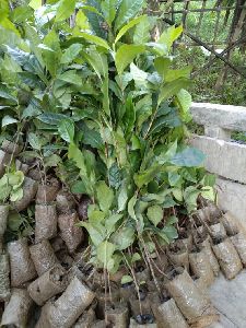 Tea plants