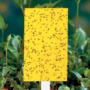 Yellow Cardboard Pest Glue Trap