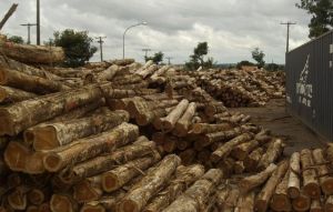 Iroko Wood Logs