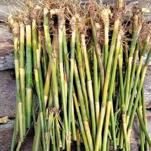 Bambusa bamboo plants