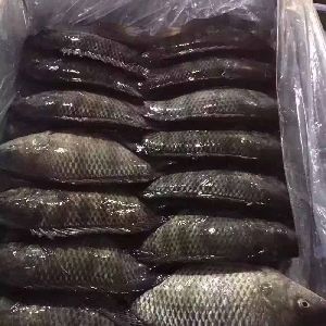 Frozen Tilapia Fish Best Price and Quality
