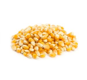 Mushroom popcorn kernels - Yellow Popcorn Kernels