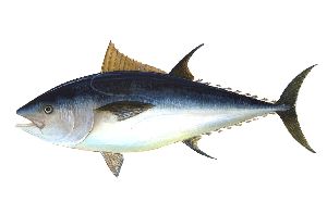 Live Tuna Fish