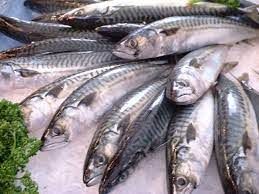 Mackerel Fish