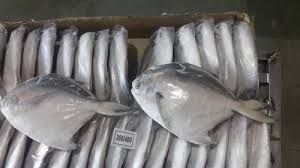 Silver Pomfret Fish
