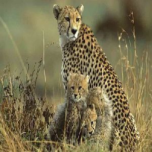 India Wildlife Tour Packages