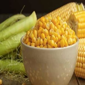 fresh maize