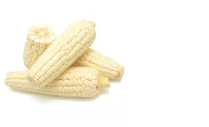 natural nutritious white maize corn