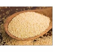 high quality white unwashed poppy seeds