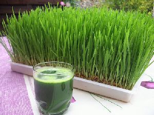 Wheatgrass Juice Extract