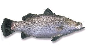 Fresh Barramundi Fish