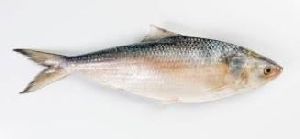 Katti Hilsa Fish
