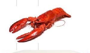 Whole Rock Lobster