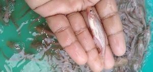 red pangasius fish seed