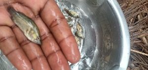 Seabass Fish seed