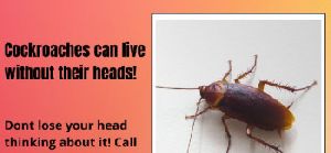 Cockroach Control in Bangalore