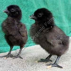 kadaknath chicks