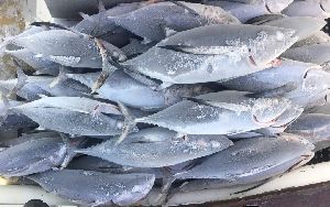 frozen tuna fish