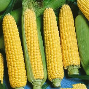 Fresh Yellow Maize