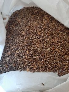black wheat seed