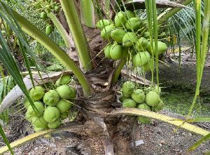 Vietnam Coconut Plant