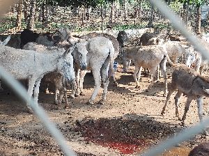 Ayush herbal & Donkey-milk /sarsaparlla Roots