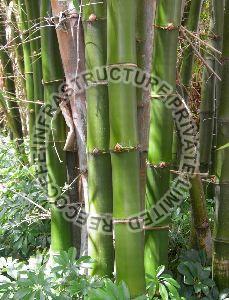 Bambusa Bamboo
