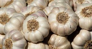 Garlic 5 6 7