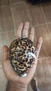 big cowrie shell
