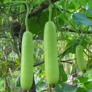 bottle gourd