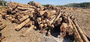 ghana teak rough square logs