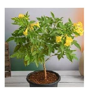 Tecoma Dwarf Yellow Plant