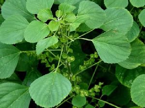 Acalypha Indica