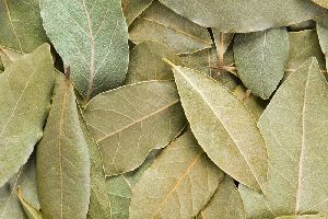 Bay Leaves