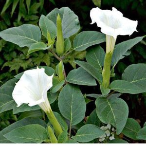 Datura Metel