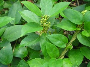 Gymnema Sylvestre