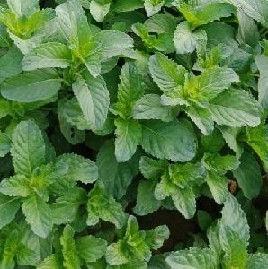 Mentha Arvensis