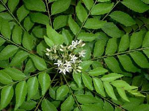 Curry Leaves (Murraya Koenigii)