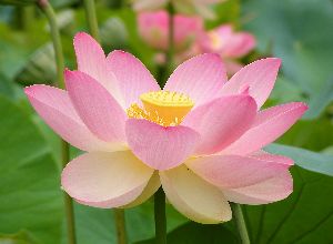 Nelumbo Nucifera