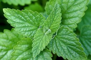 Nepeta Cataria