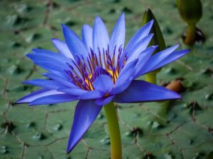 Nymphaea Caerulea