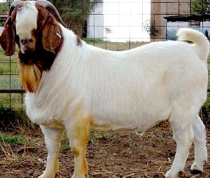 BOER GOAT AT AFFORDABLE PRICES