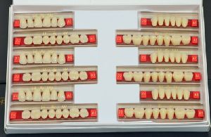 Synthetic Acrylic Teeth Set