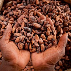 Roasted Cocoa Beans Ready For Export